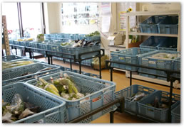 生産者コーナー